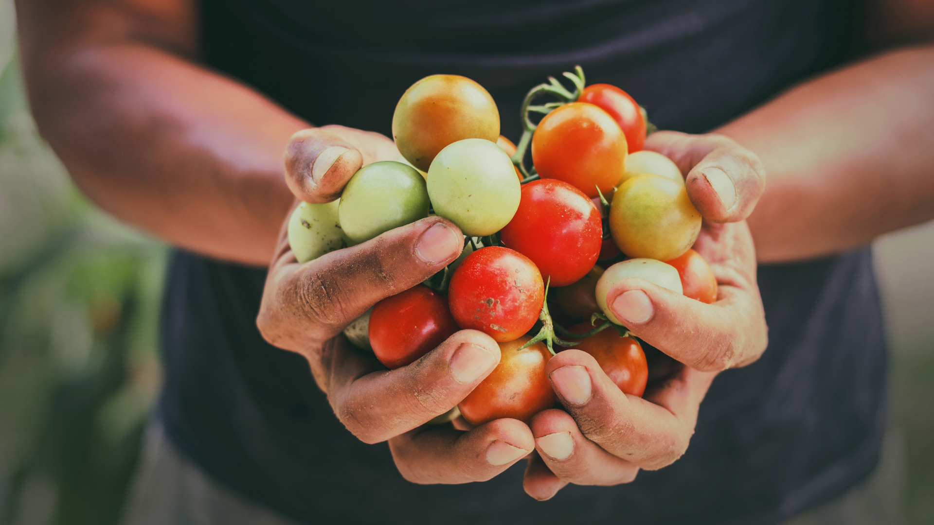 culture de fruits et légumes en mains 