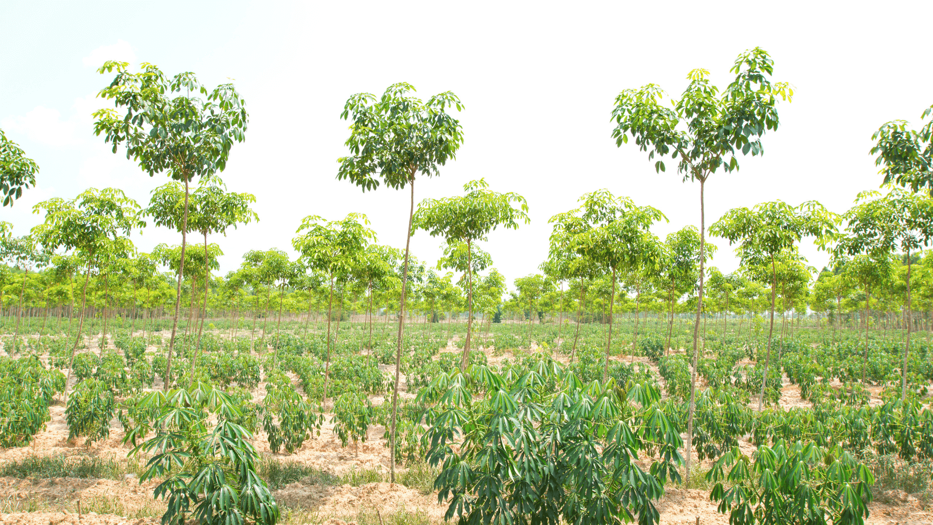 Agroforesterie : des arbres au milieu des cultures