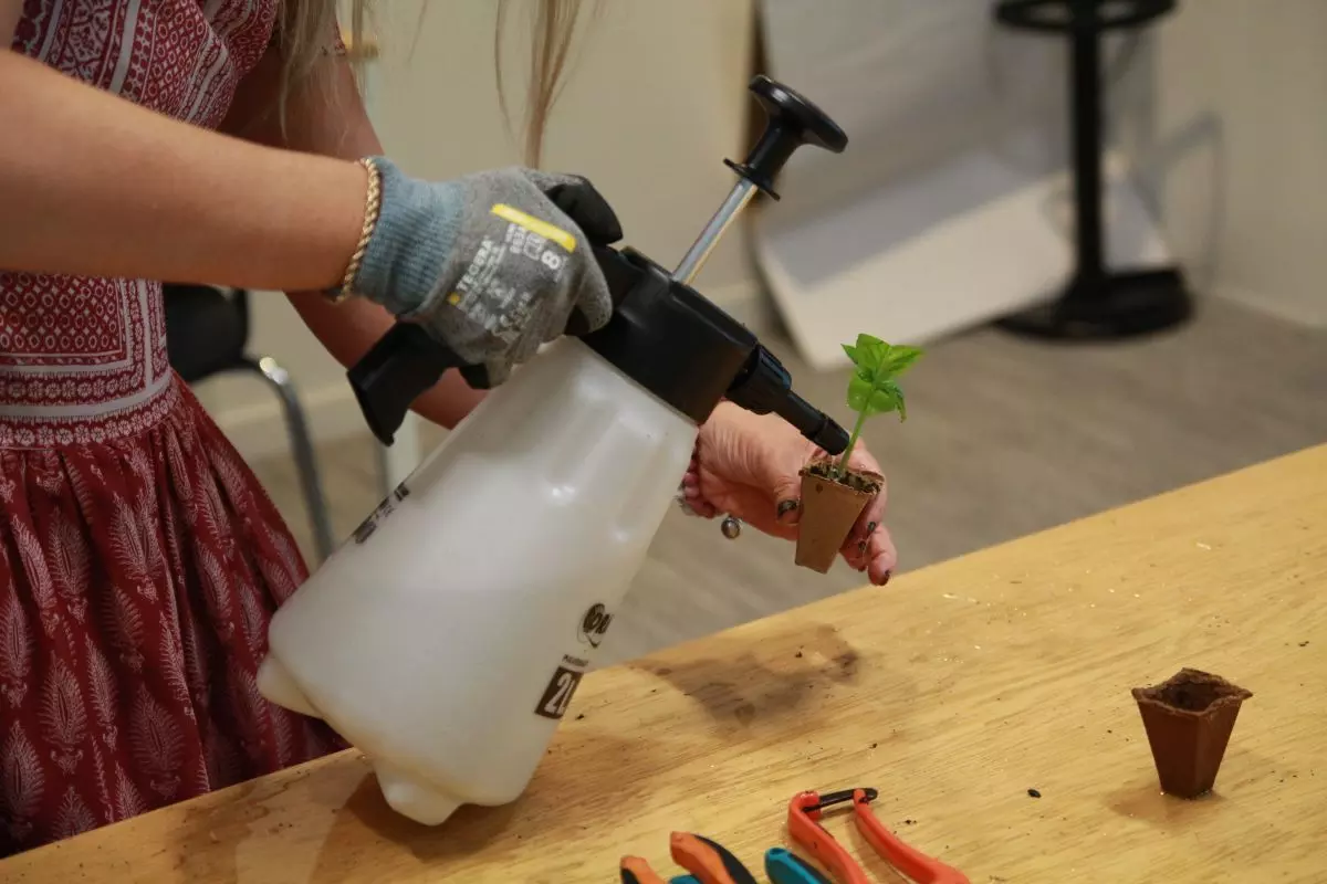 Atelier bouturage