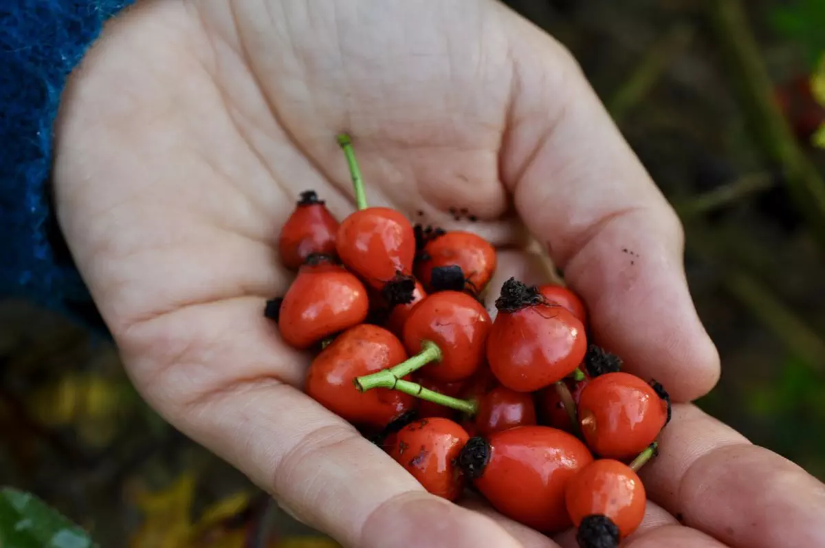 Fruits d'églantier