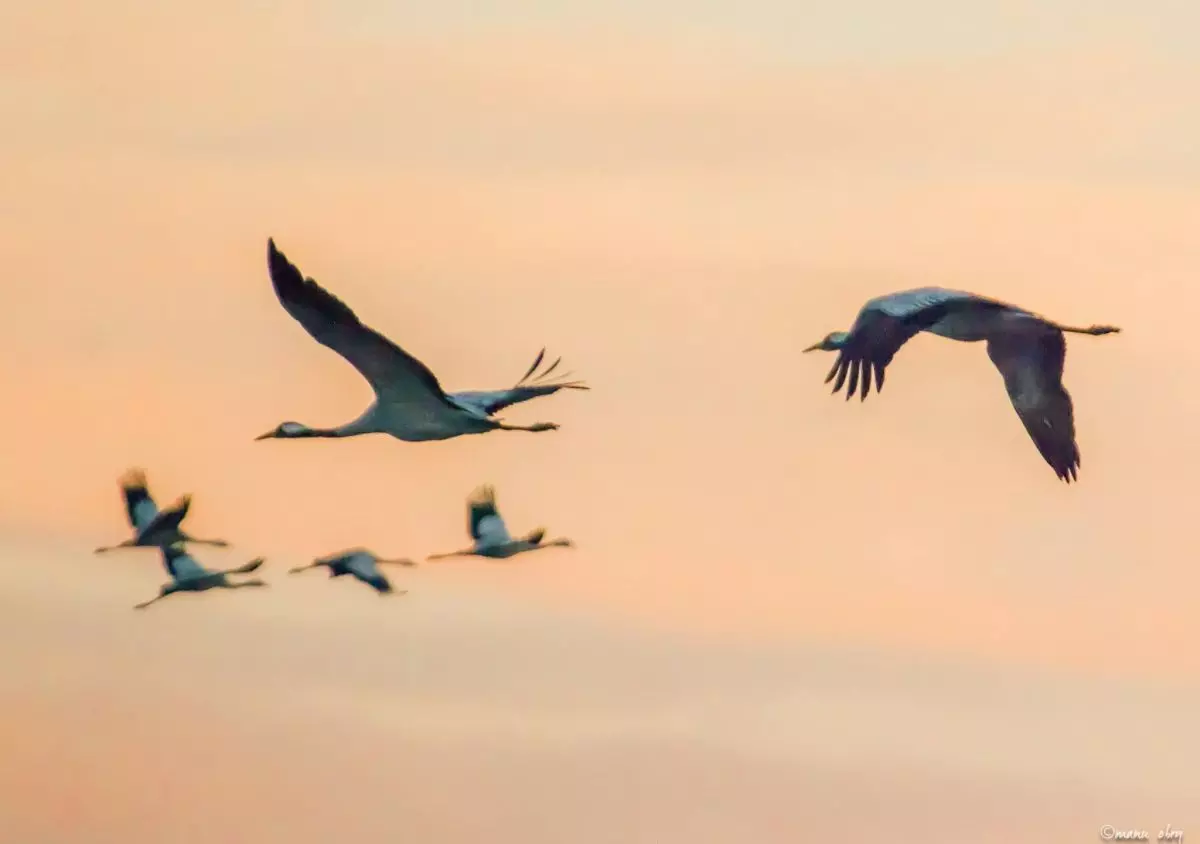 Grues