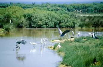 Herons-et-Spatules-sur-la-Reserve-ornithologique-du-Teich_large