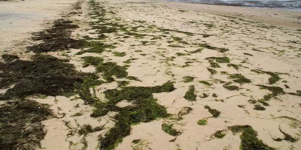 Laisse de Mer