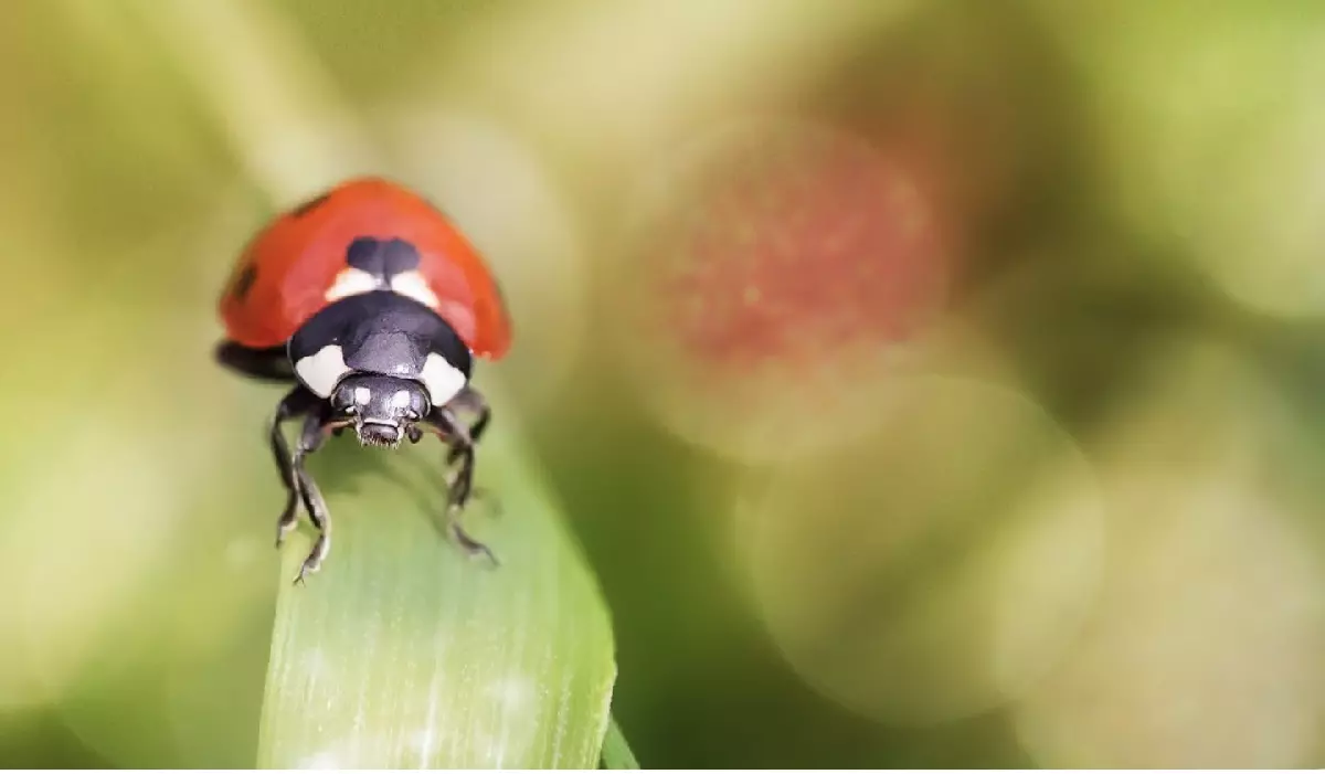 LPO - Coccinelle © C. Gans