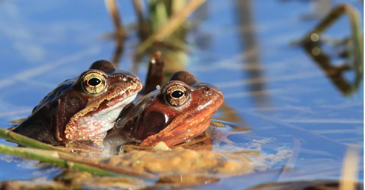 LPO - Grenouilles rousses © Natur’Ailes