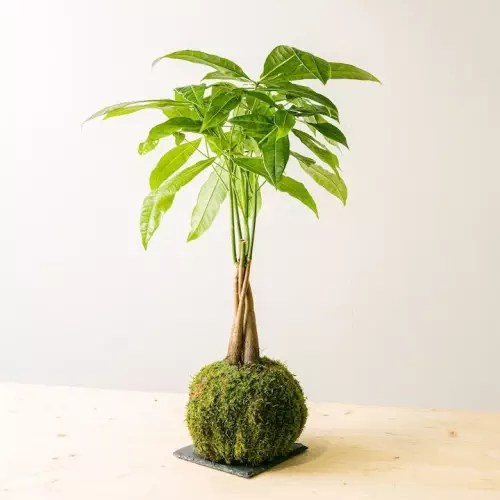 Atelier "Kokedama"