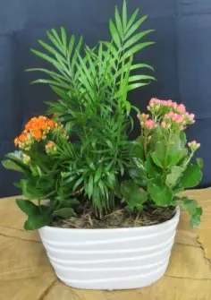Plantes vertes et plantes fleuries