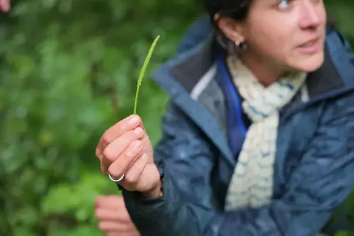 Animation découverte des plantes sauvages sur Grandfontaine (67) ou sur votre lieu