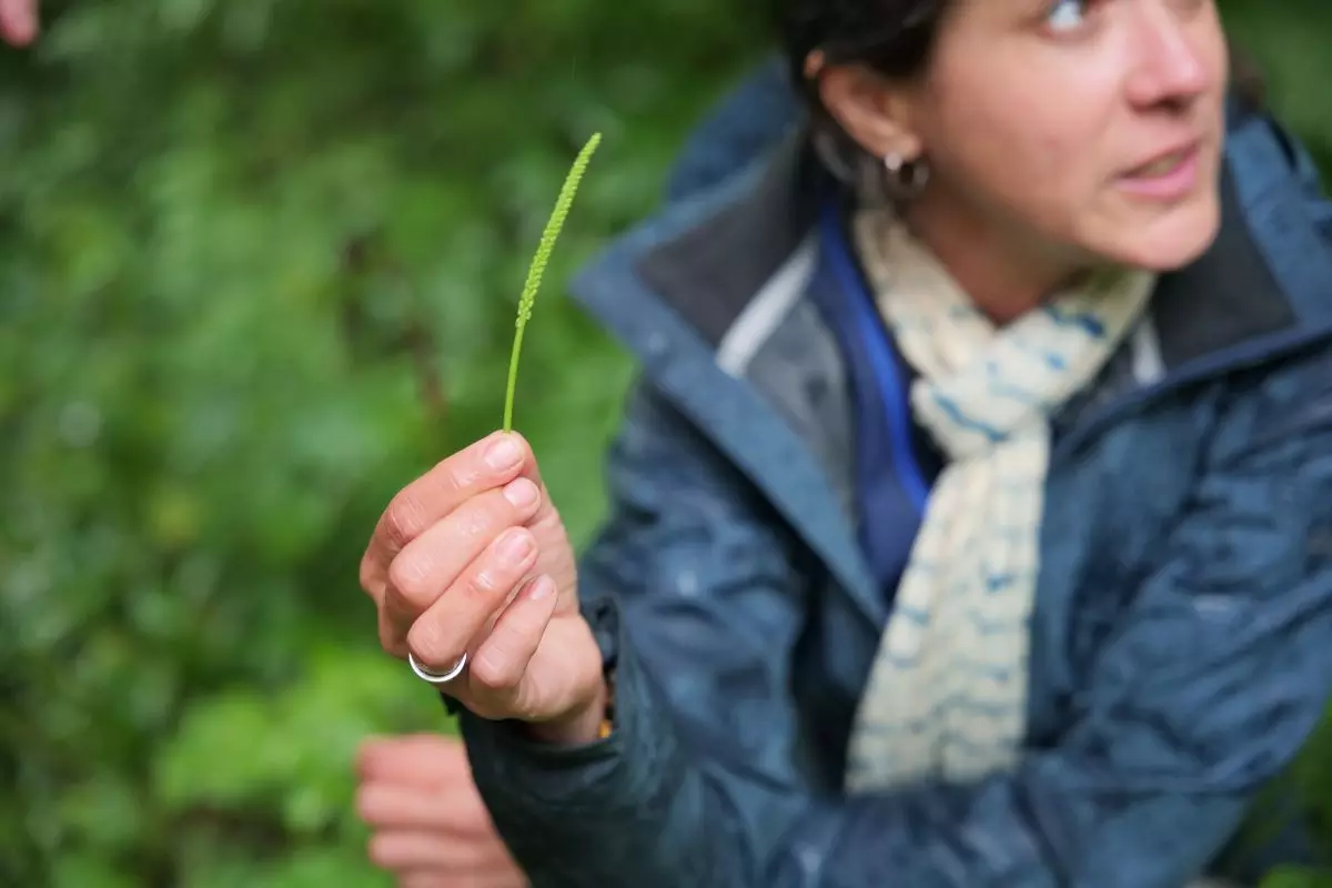 identification plante