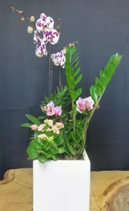 Plantes vertes et plantes fleuries
