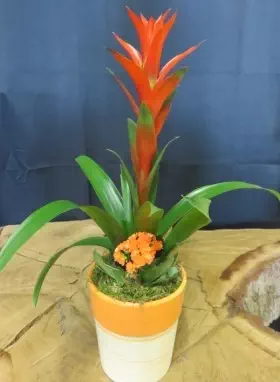 Plantes vertes et plantes fleuries