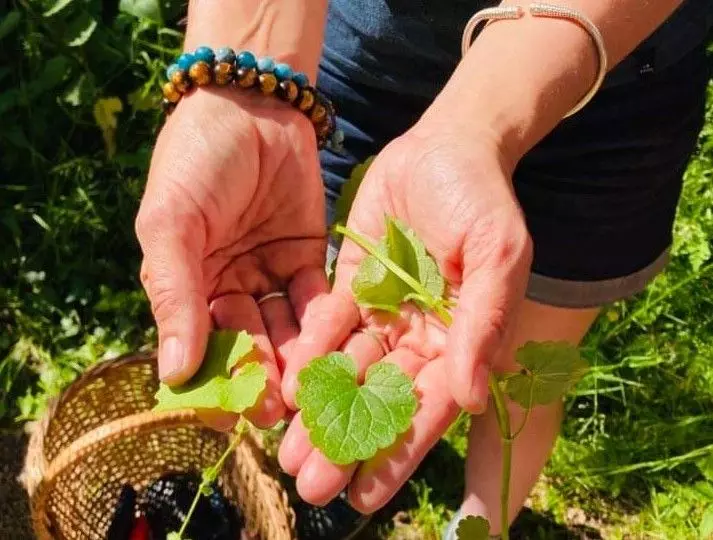 reconnaissance plantes sauvages