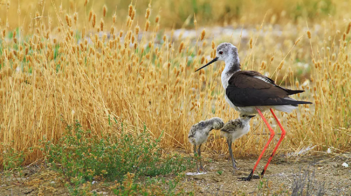 Réserve Ornithologique - Robert-CoudroitEchasses-