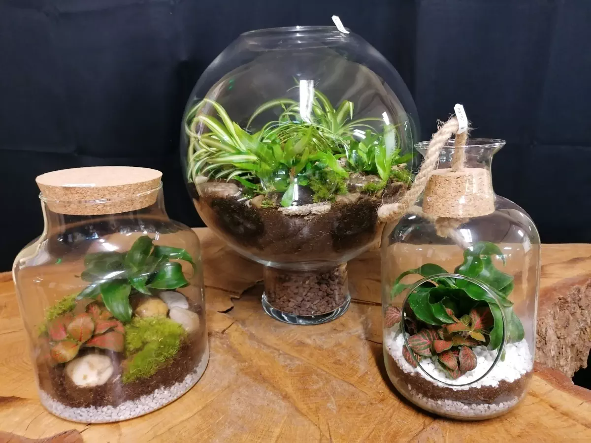 Terrarium