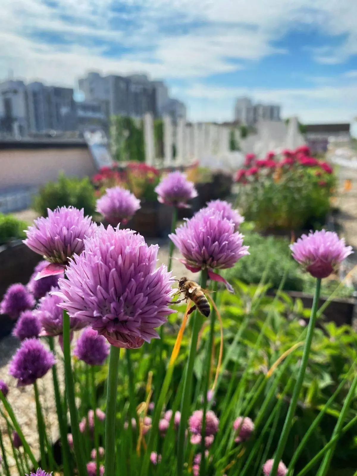 Visite de la ferme urbaine