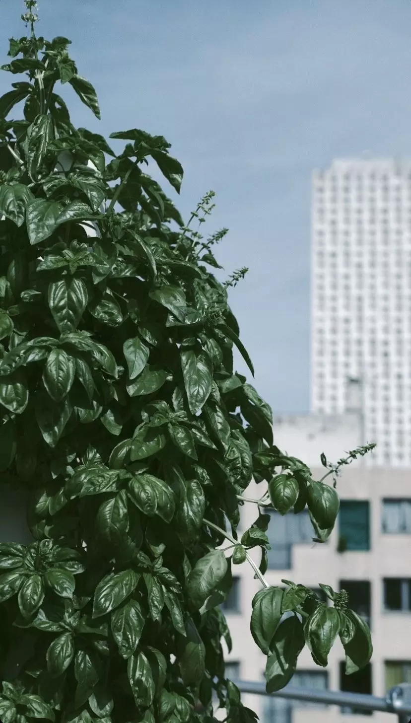 Visite de la ferme urbaine