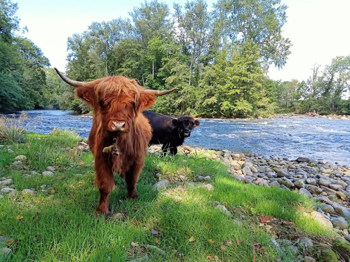 Espace au bord de l'eau avec nos superbes vaches