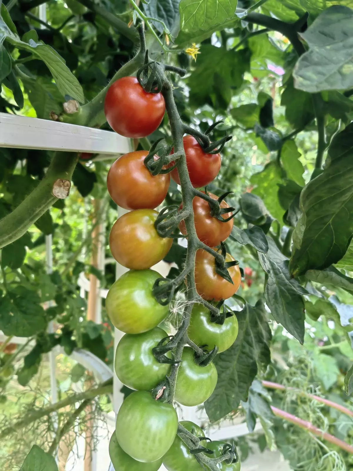 Tomates cerises