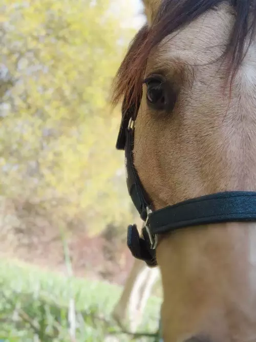 Teambuilding avec des chevaux en occitanie