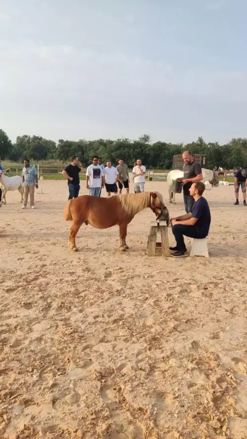 Teambuilding avec des chevaux en occitanie