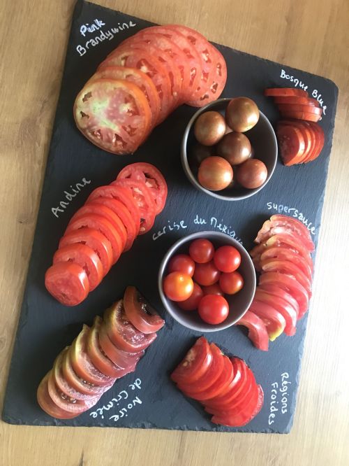 Dégustation de tomates du potager