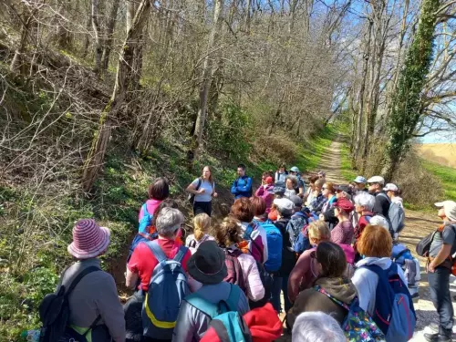 Balade découverte des plantes sur Toulouse et alentours