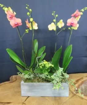 Orchidées