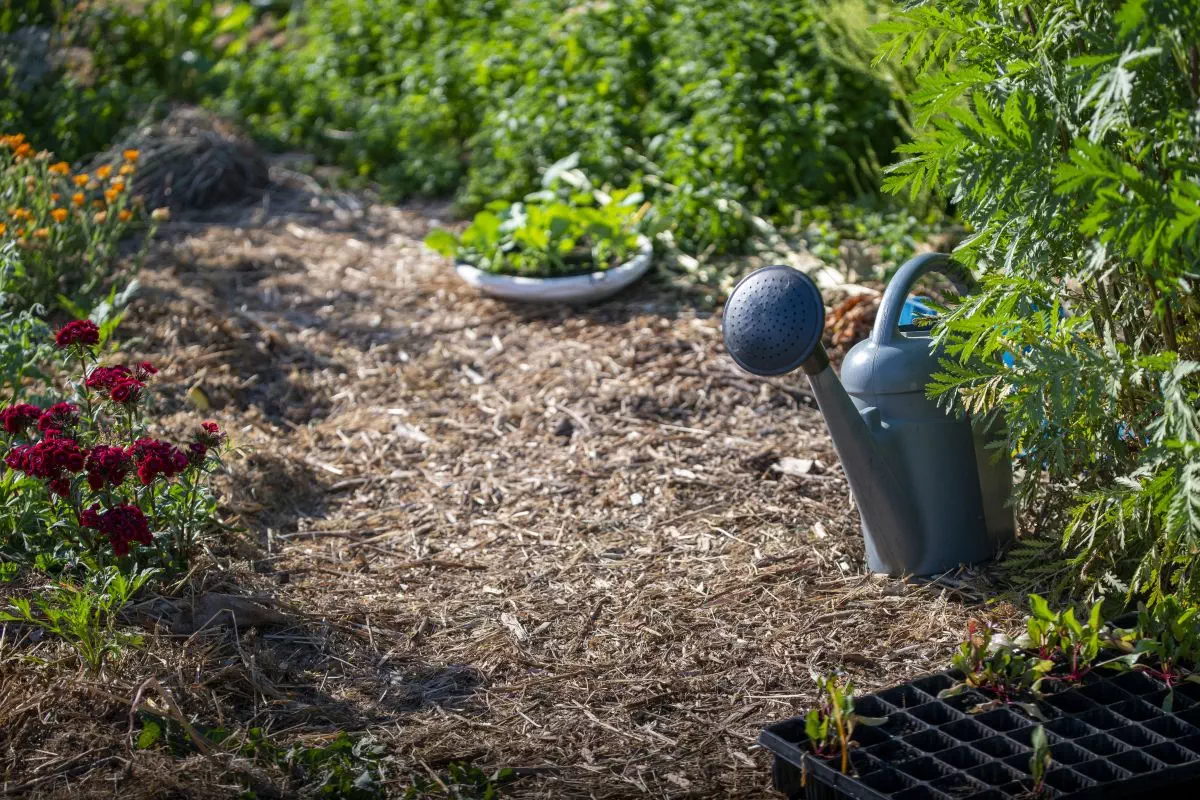 Jardin en permaculture