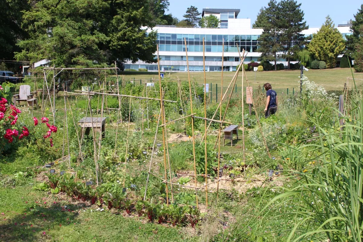 Potager d'entreprise