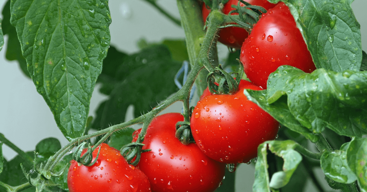 recettes &eacute;t&eacute; cocktail dinatoire