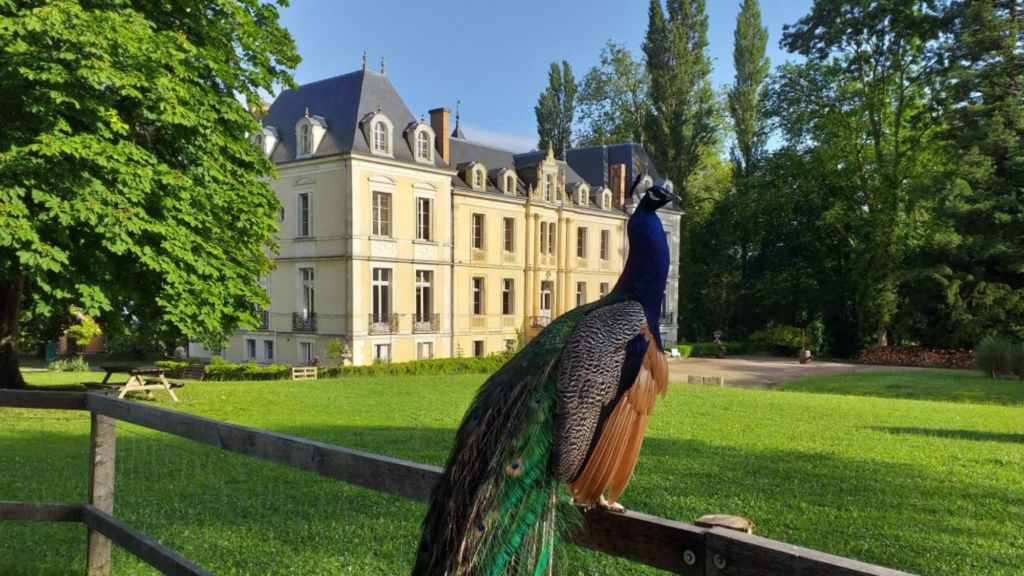 vue sur le chateau avec en premier plan un paon