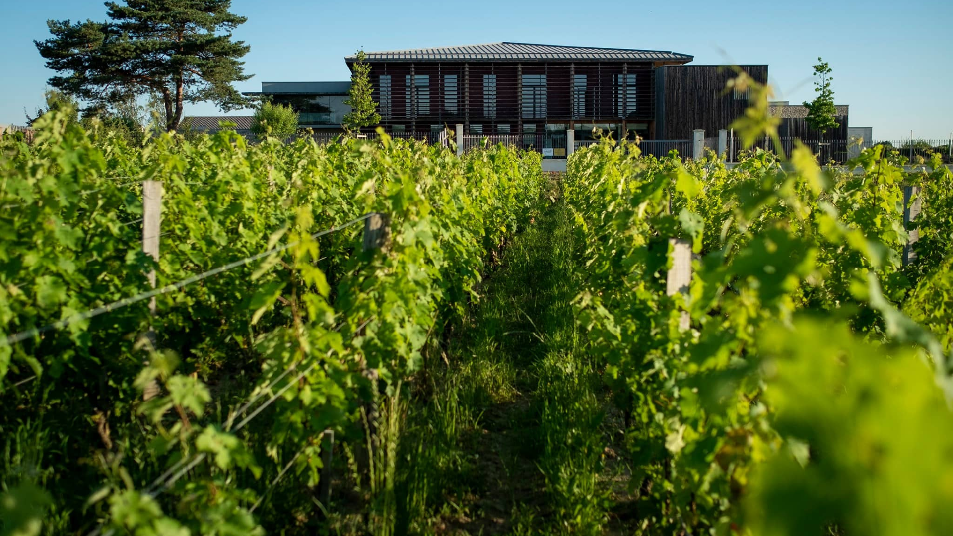Château Couhins et ses vignes