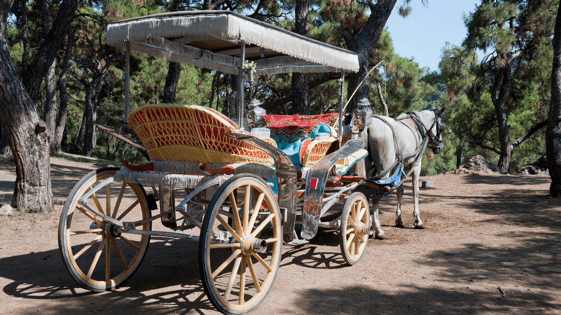 Calèche tirée par des chevaux formation ludique écologie