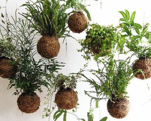 créations de plantes suspendues par platan