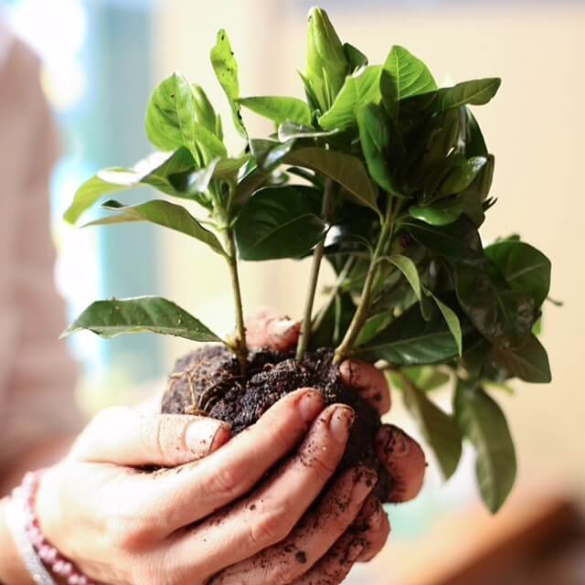 platan plante a distance : jeux fête sans matériel