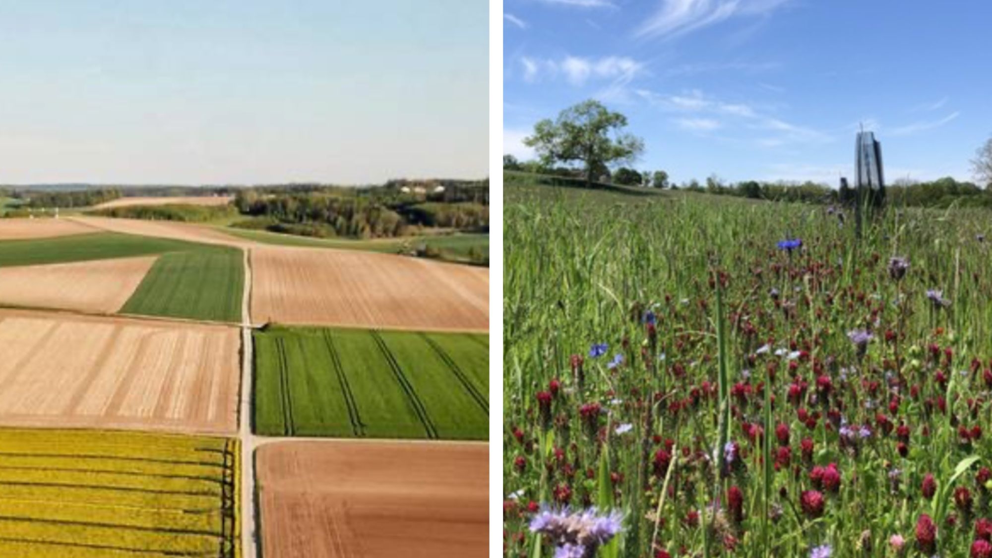 image représentant des champs et la nature 