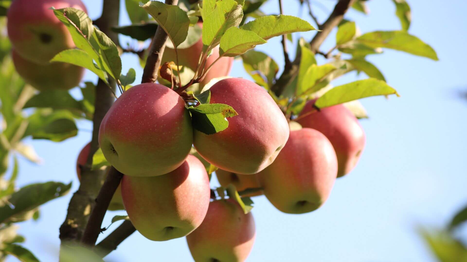 Pomme sur arbre : Recettes de mars